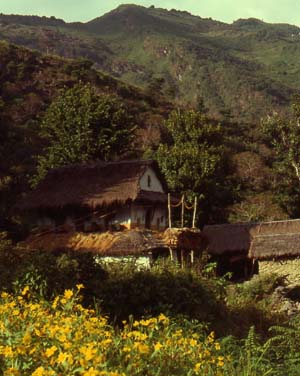 Limbu house surrounded by flowering mustard fields